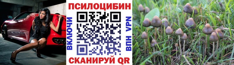Купить  Лесосибирск  Галлюциногенные грибы Psilocybine cubensis 